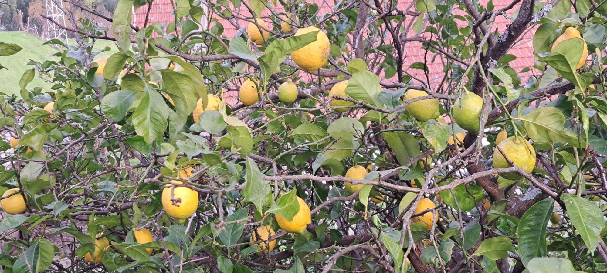 Refugio Dos Cartolas São Mamede de Infesta المظهر الخارجي الصورة